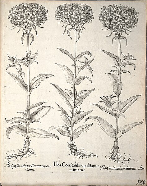 File:Hortus Eystettensis, 1640 (BHL 45339 272) - Classis Aestiva 120.jpg