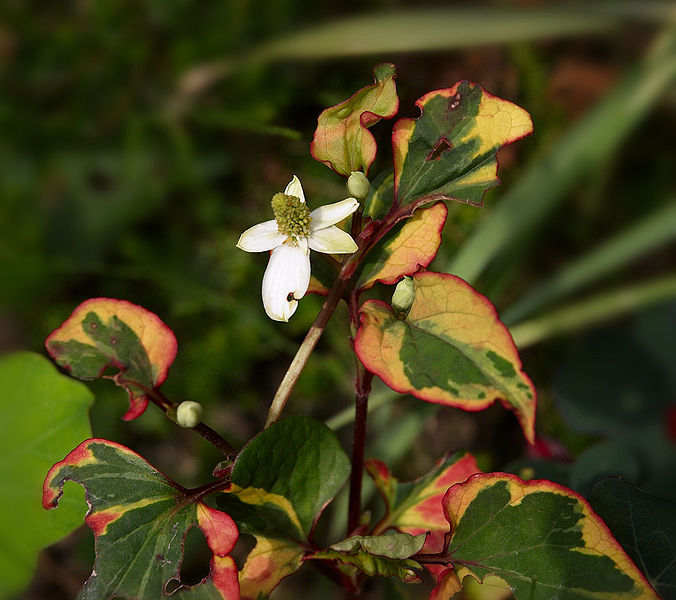 File:Houttuynia cordata Chamelion A.jpg