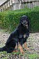 Black and tan (little tan), male, 4 years old