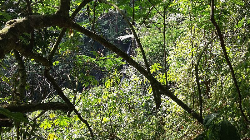 File:Hutan Hujan Tropis.jpg