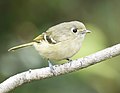 Thumbnail for File:Hutton's Vireo 0810vv.jpg