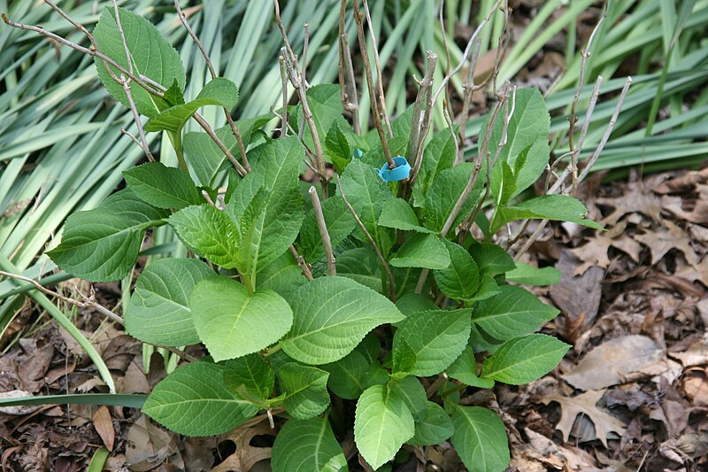 File:Hydrangea macrophylla Jogaski 1zz.jpg