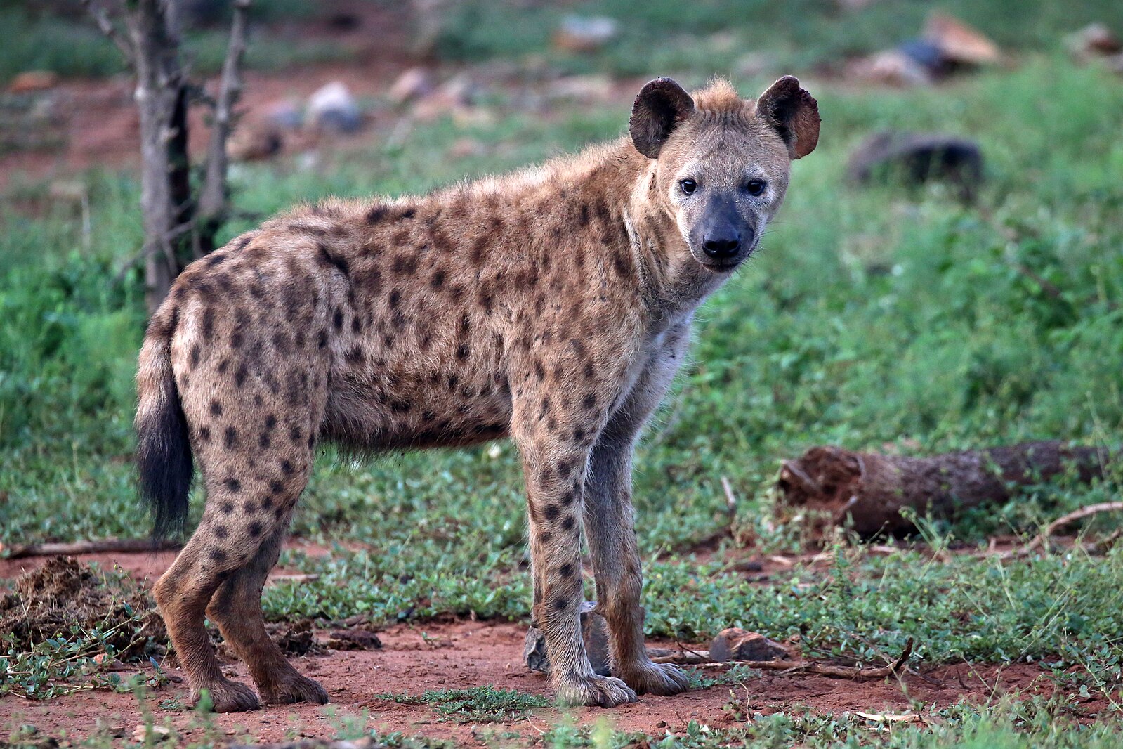 Harari Hyena