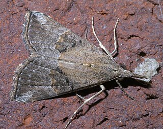 <i>Hypena minualis</i> Sooty Bomolocha Moth