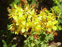 Hypericum quadrangulum