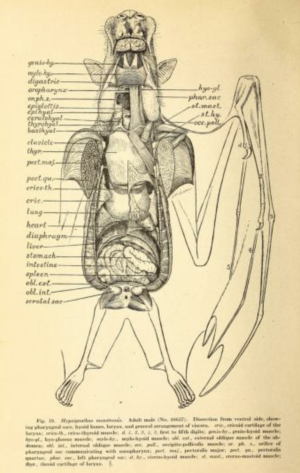 Megabat