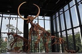 Ice Age Mammals display at the Burke Museum