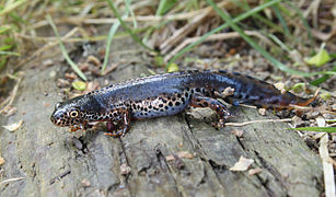 Salamandră alpină (Ichthyosaura alpestris)