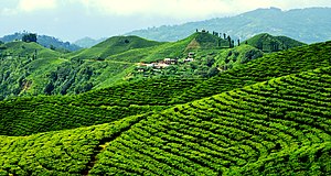 Lush Green Tea Gardens are what makes Ilam district popular.