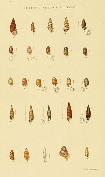 File:Illustrated Index of British Shells Plate 24.jpg