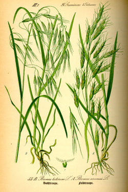 Tīruma lāčauza (Bromus arvensis)