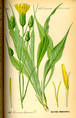 Valgomoji gelteklė (Scorzonera hispanica)