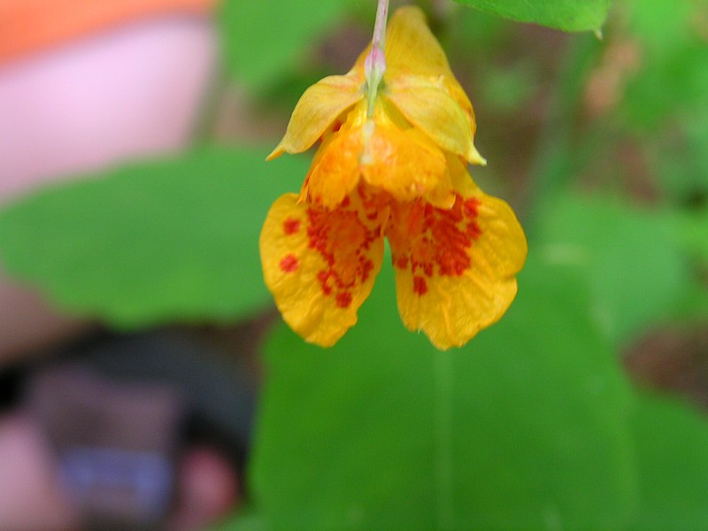 File:Impatiens capensis 1-jgreenlee (5097287539).jpg