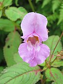 Impatiens glandulifera on way from Gangria to Valley of Flowers National Park - during LGFC - VOF 2019 (12).jpg