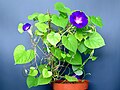 * Nomination Flowering Ipomoea purpurea 'Ultraviolet'. --Bff 12:56, 25 September 2023 (UTC) * Promotion  Support Good quality. --Poco a poco 16:44, 25 September 2023 (UTC)
