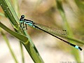 Ischnura cf. elegans (Vander Linden, 1820)