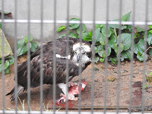 English: Animals in Ishikawa Zoo