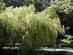 Itea illicifolia