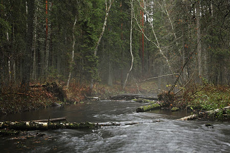 River Jänijõgi in Kõrvemaa Nature Park. Ireen Trummer