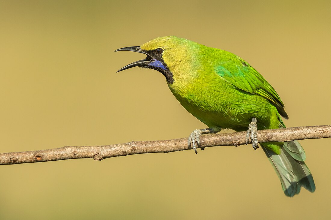 നാട്ടിലക്കിളി