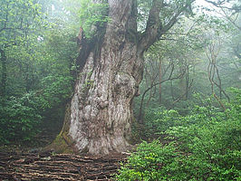 Yakushima