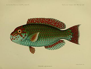 <i>Calotomus</i> Genus of fishes