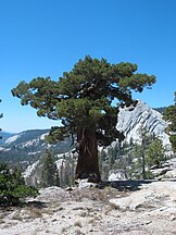 Juniperus occidentalis