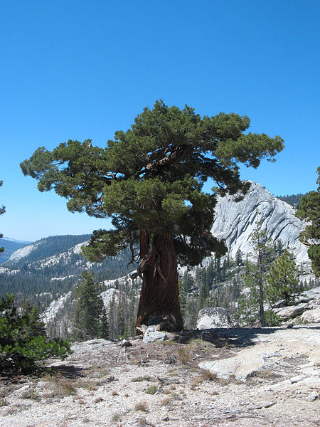 File:Juniperus occidentalis subsp australis Yosemite.jpg