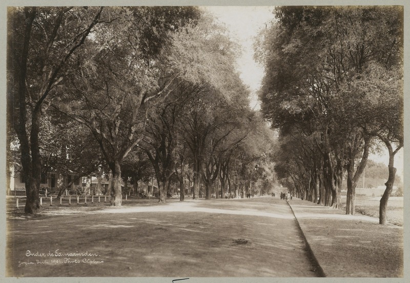 File:KITLV 12577 - Kassian Céphas - Lane with on both sides tamarind trees at Yogyakarta - 1901-07.tif