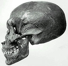 The skull of the mummy in KV55, believed to be Smenkhkare KV55 scull.jpg