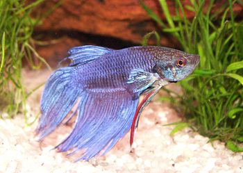 Siamese fighting fish, B. splendens, is often ...