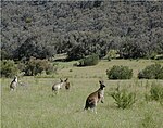 Kangaroos in their native grassland habitat Kangaroos Maranoa.JPG