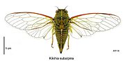 Thumbnail for Kikihia subalpina