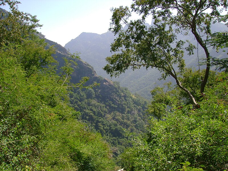 File:Kolli hills forest.JPG