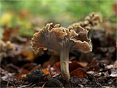 קראוזה קראטרלה, Pseudocraterellus undulatus.jpg