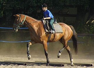 <span class="mw-page-title-main">Wielkopolski</span> Breed of horse