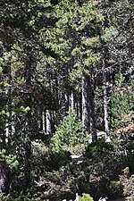 Miniatura per Bosc Estatal de Barrès