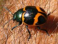 LabidomeraClivicollis5.jpg