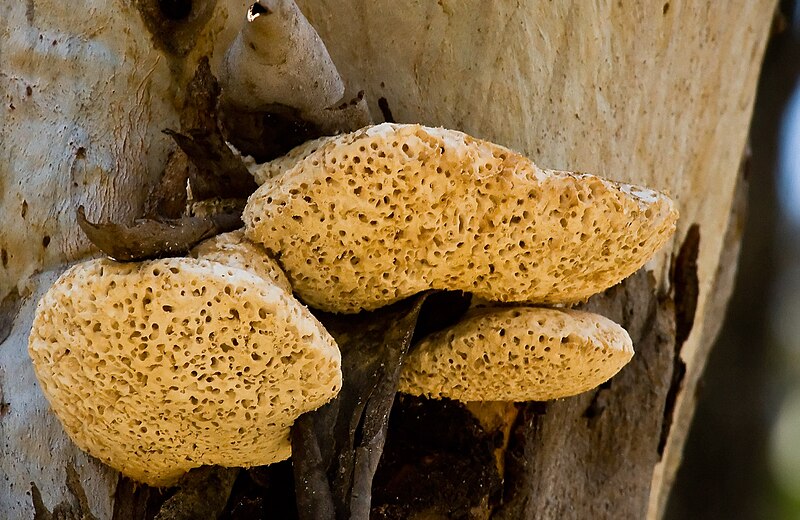 File:Laetiporus portentosus 59507.jpg