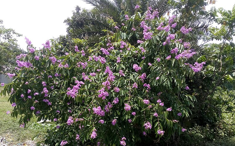 File:Lagerstroemia Speciosa.JPG