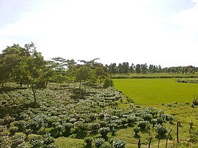 Landscape of Goalpara District of Assam 3012.jpg