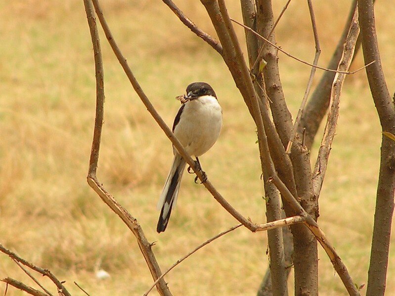 File:Lanius collaris (Common Fiscal).jpg