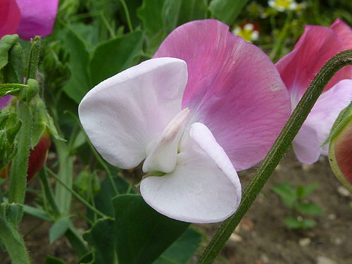 Покажи цветок гороха. Lathyrus odoratus. Душистый горошек. Горошек душистый Дэнни. Душистый горошек Риппл микс.