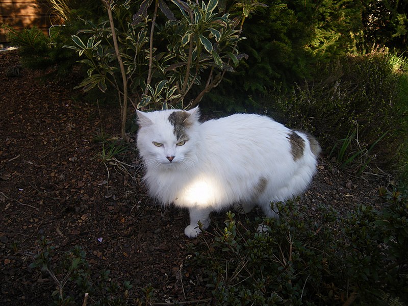 File:Le chat " tosca " - panoramio.jpg