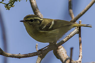 <span class="mw-page-title-main">Lemon-rumped warbler</span> Species of bird