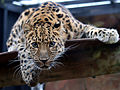 Amur leopard kept in Colchester Zoo
