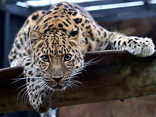 Heart murmurs of Amur leopards (Panthera pardus orientalis) is one area of research studied at the zoo. Leopard in the Colchester Zoo.jpg