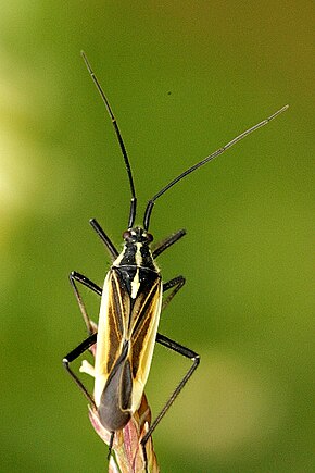 Opis tego obrazu, również skomentowany poniżej