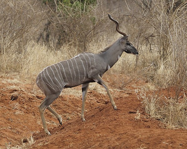 Lesser kudu