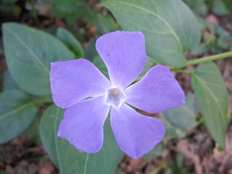 File:Lesser Periwinkle in One Mile Park.JPG